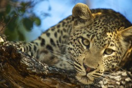 Botswana Cheetah