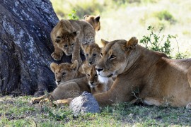 Tanzania Animals