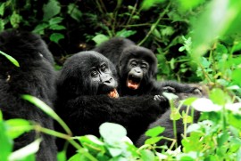 Uganda baby apes