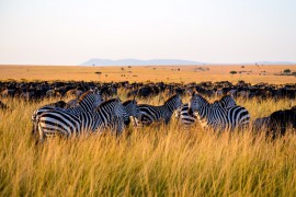 fpo-zebras
