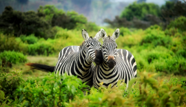 fpo-zebras2.jpg
